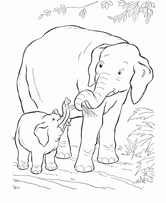 Elephant Coloring Pages