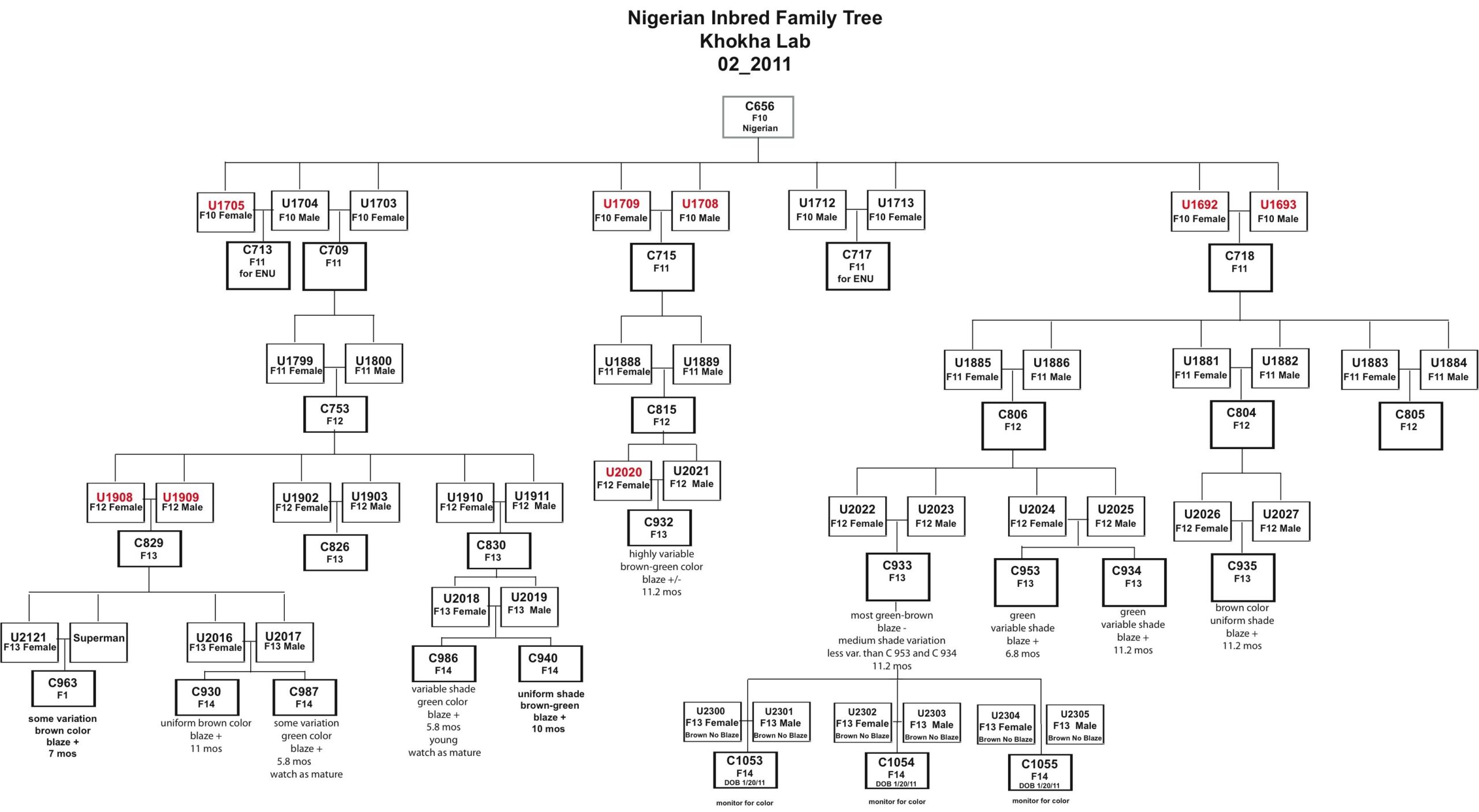 Family Tree Template Google Docs Modern Resume Template Word