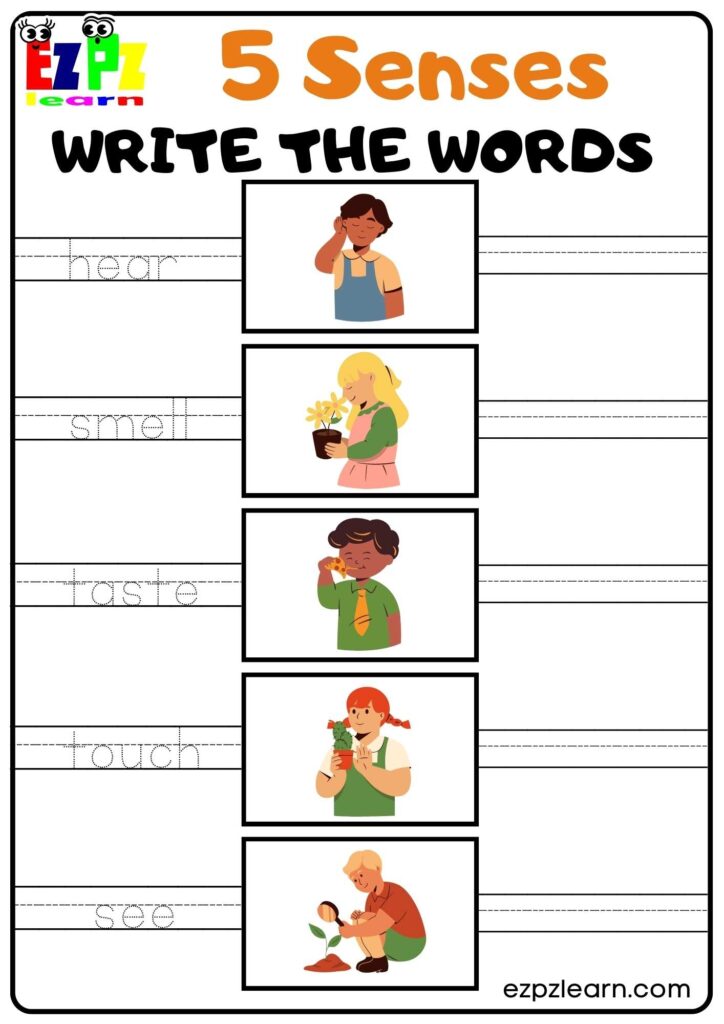 Five Senses Sorting Printable Totschooling Toddler Preschool