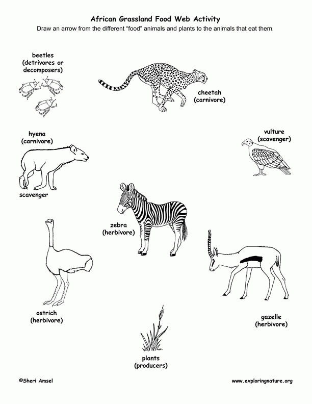 Food Web Coloring Pages Coloring Home