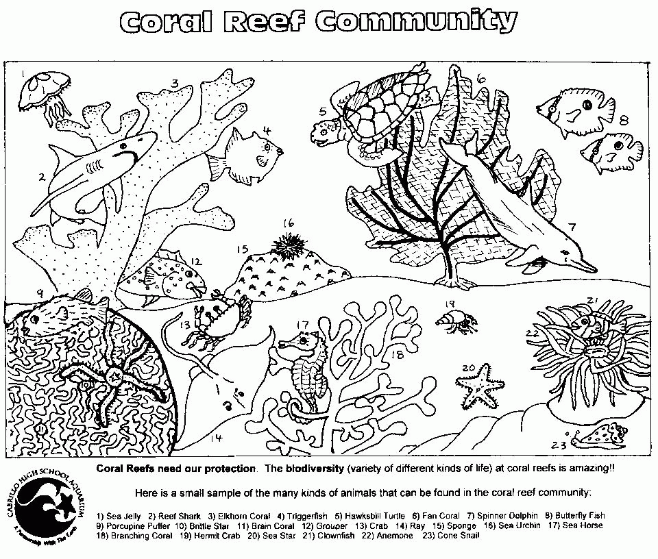 food web coloring pages printable
