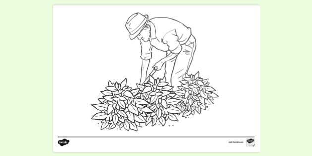 FREE Old Man Gardening Colouring Sheets Colouring Pages