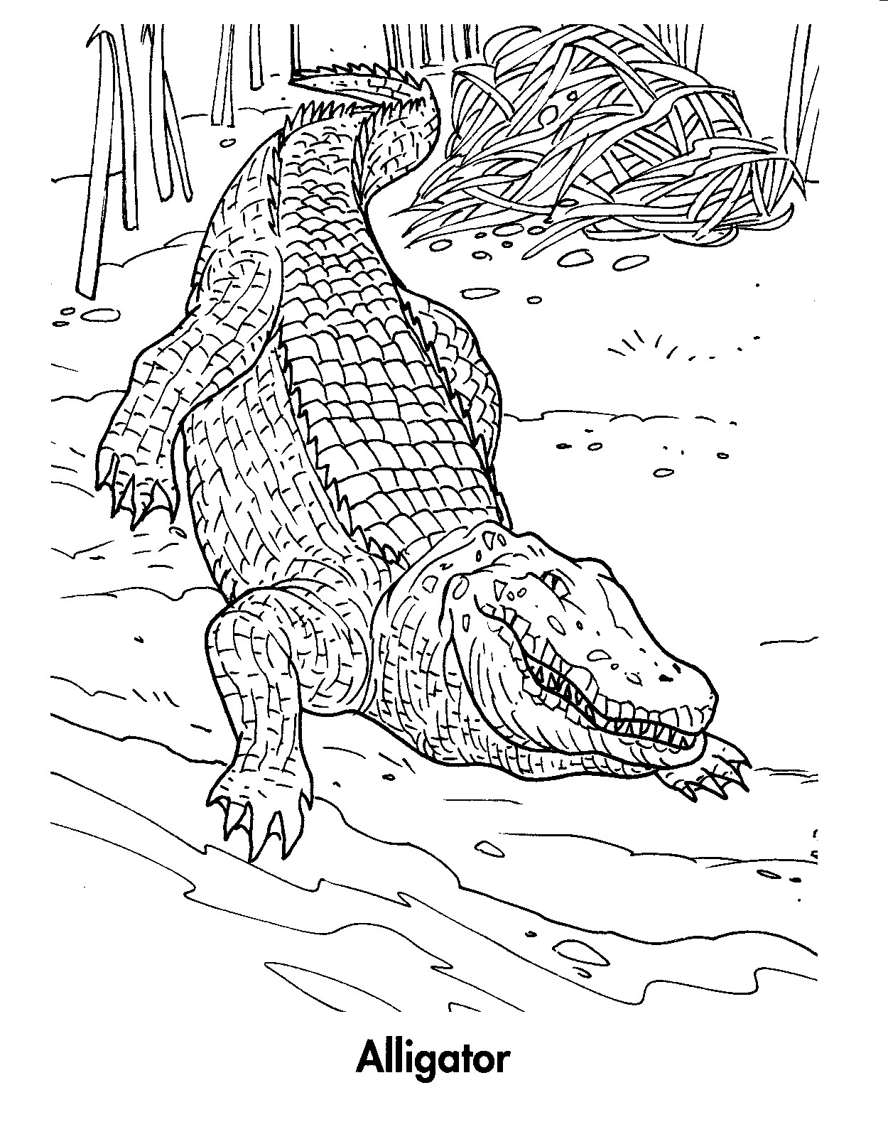Free Printable Alligator Coloring Pages For Kids Animal Place