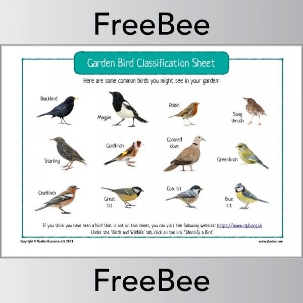 Free Printable Bird Identification Chart Free Templates Printable