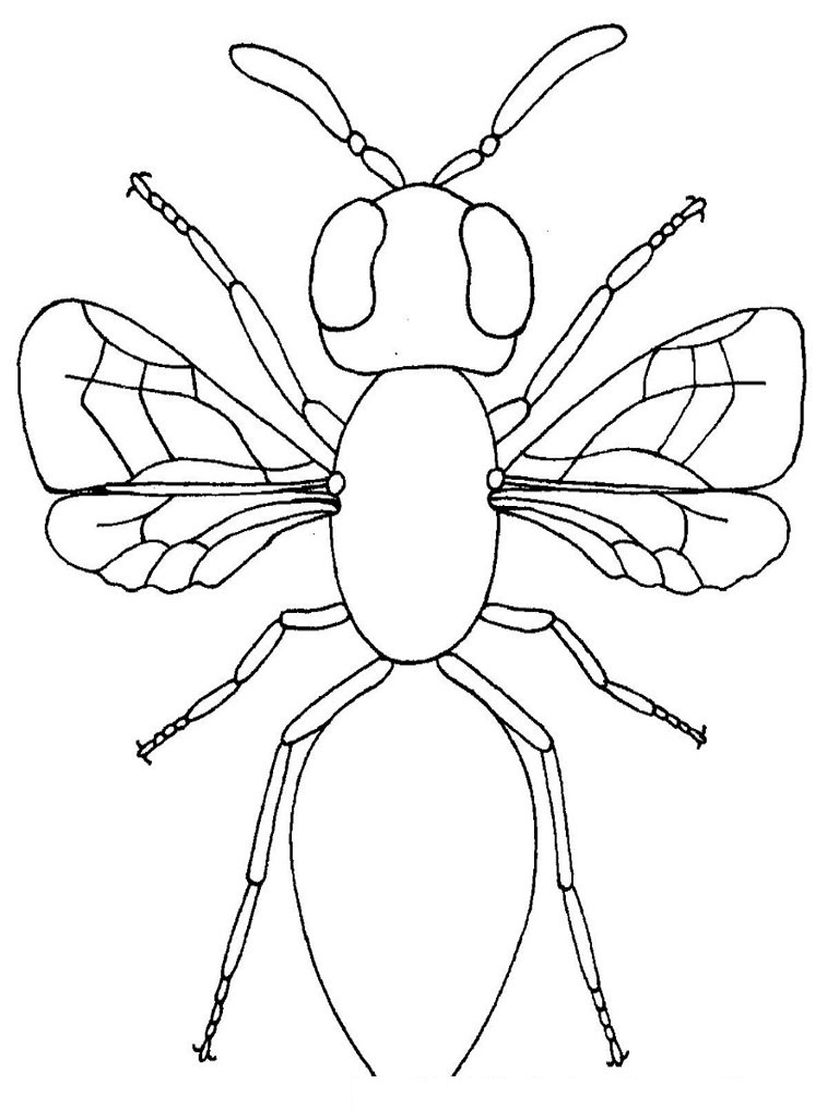 Bug Coloring Pages
