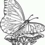 Free Printable Butterfly Coloring Pages For Kids