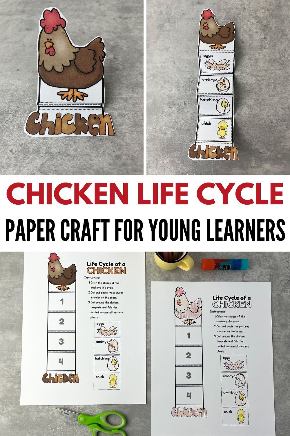Free Printable Chicken Life Cycle Craft For Preschoolers Chicken Life