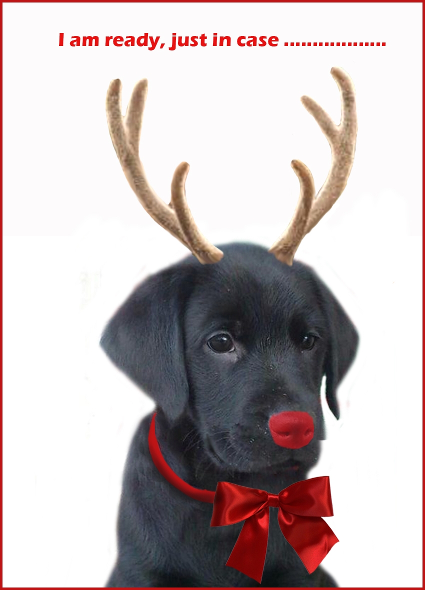Free Printable Christmas Cards Free Printable Greeting Cards