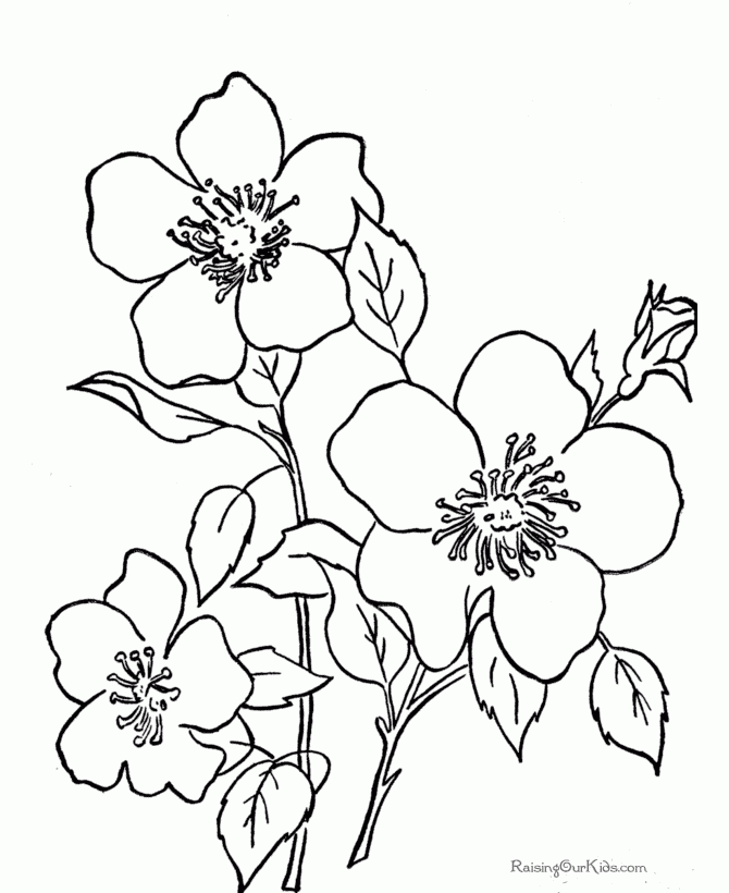 free flower coloring pages printable