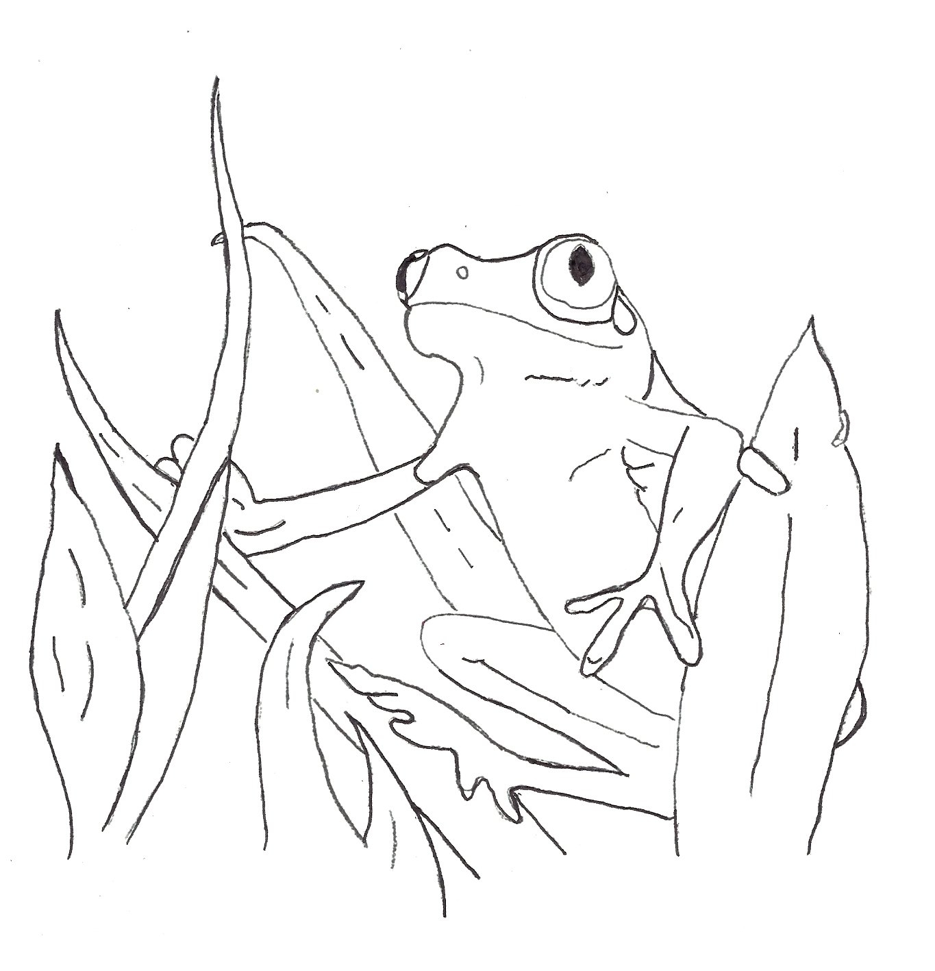 Frog Coloring Pages