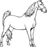 Free Printable Horse Coloring Pages At GetColorings Free