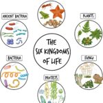 Free Printable Kingdom Classification Worksheet Collection Worksheets