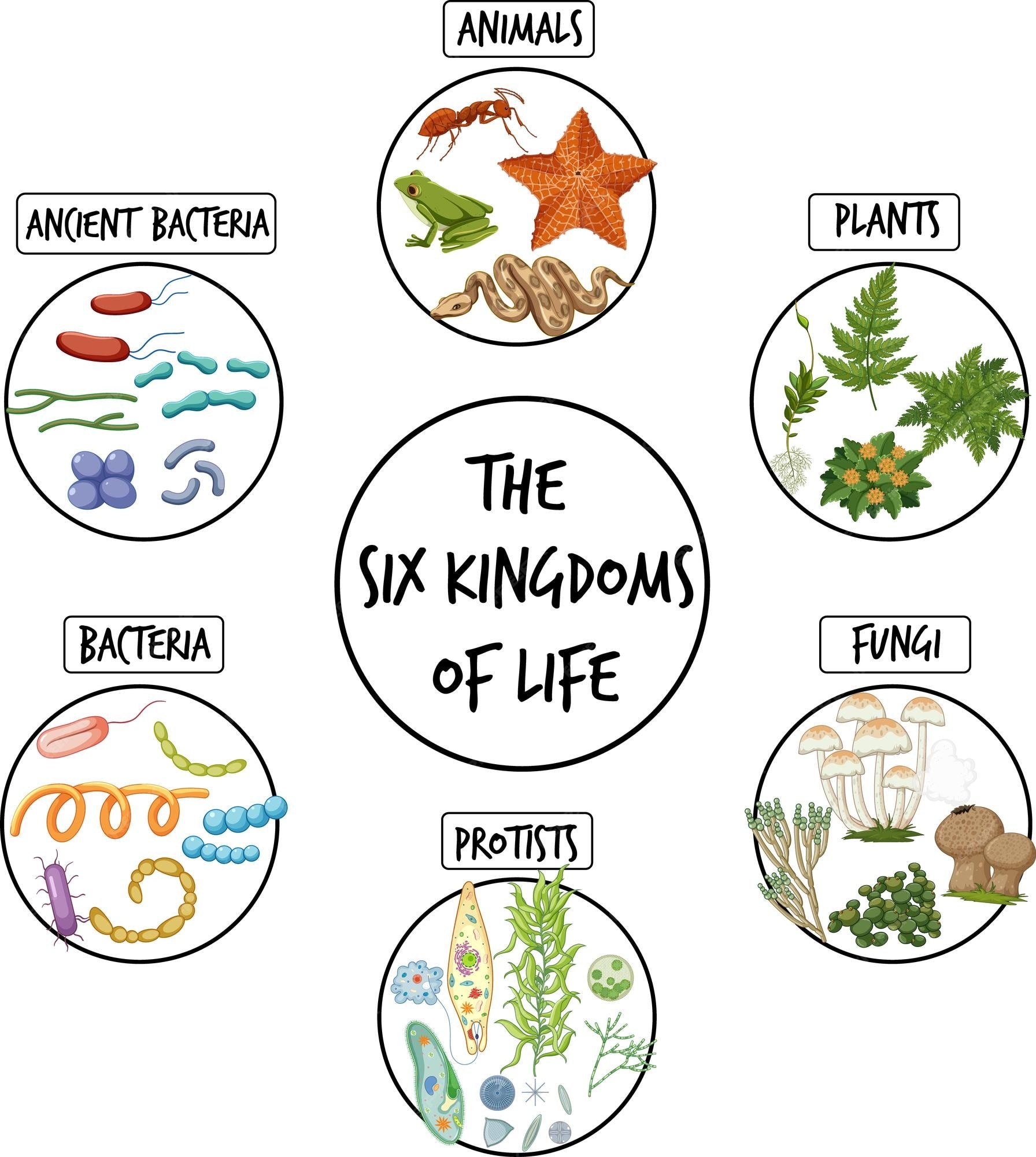Free Printable Kingdom Classification Worksheet Collection Worksheets 