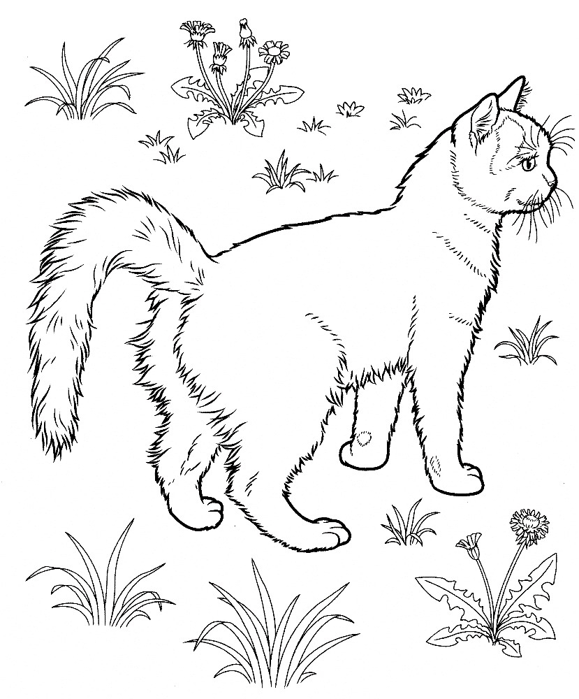 free kitten coloring pages