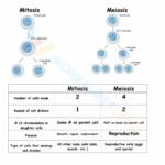 Free Printable Mitosis Verses Meiosis Worksheets Worksheets Library