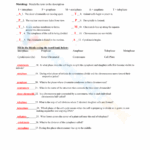 Free Printable Mitosis Worksheet Answers For Students Worksheets Library