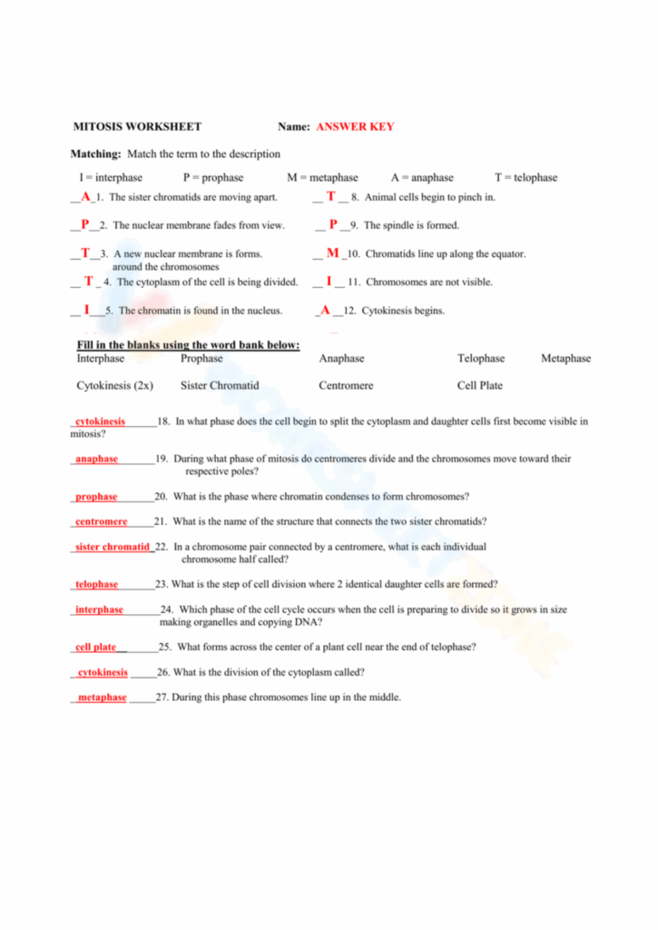 Free Printable Mitosis Worksheet Answers For Students Worksheets Library