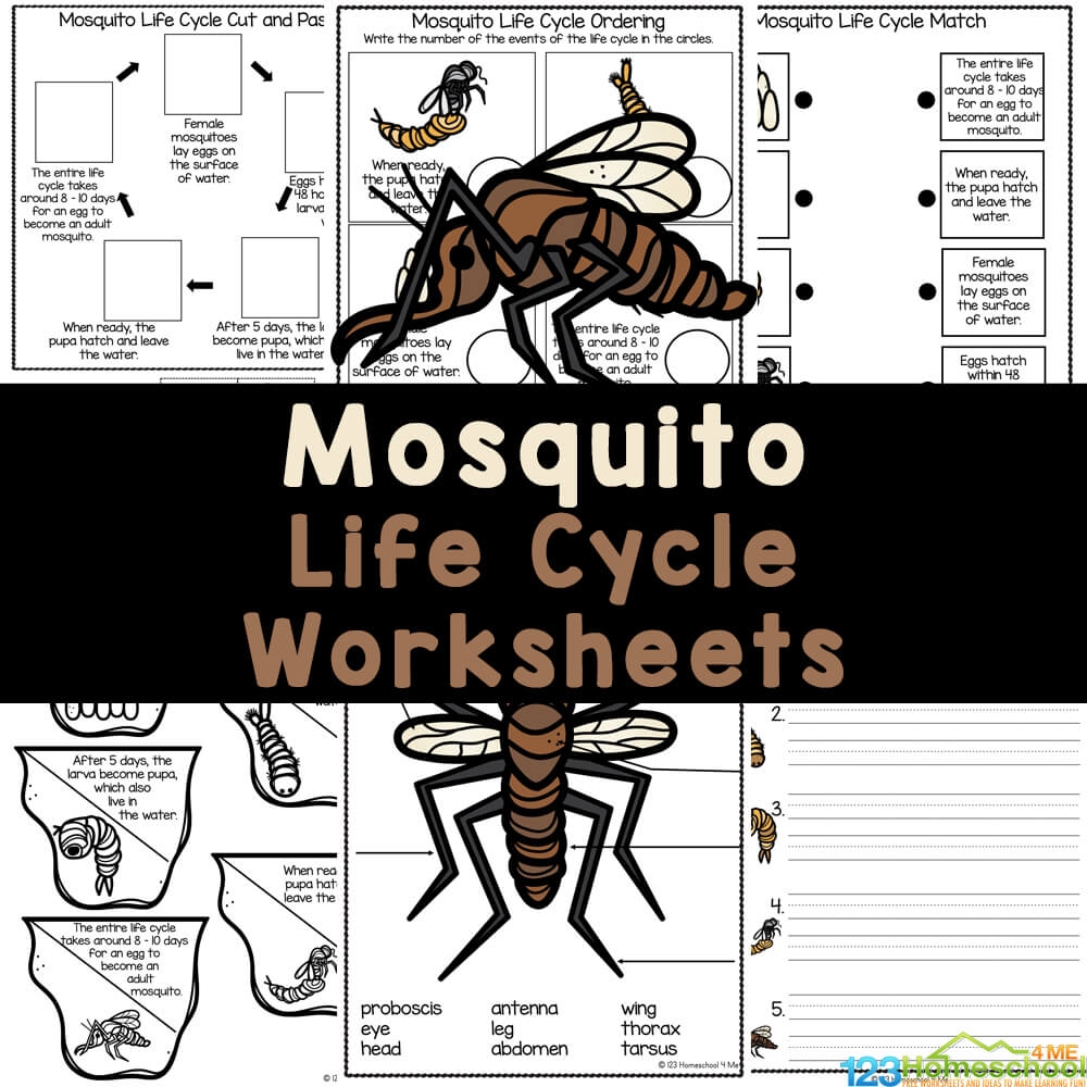 printable mosquito picture