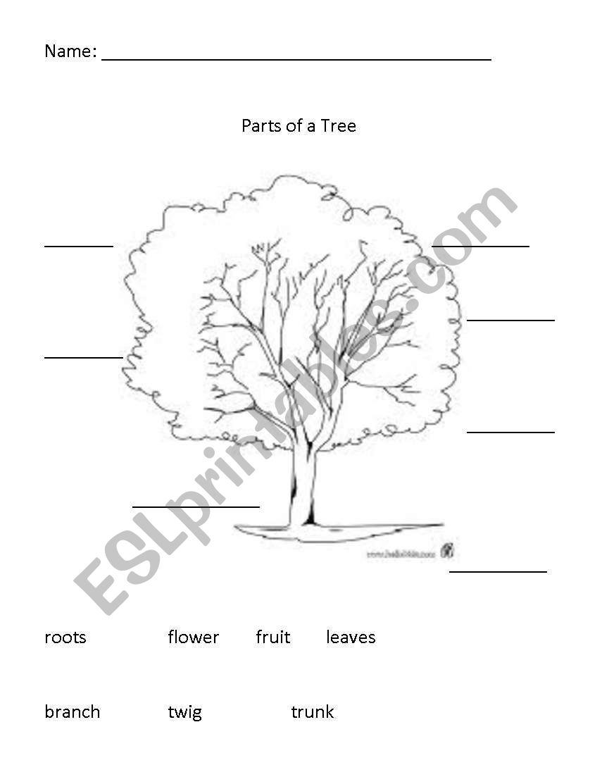 Free Printable Parts Of A Tree Worksheet