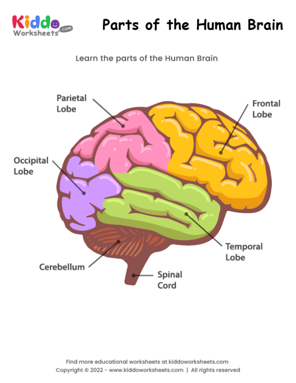 printable brain worksheet
