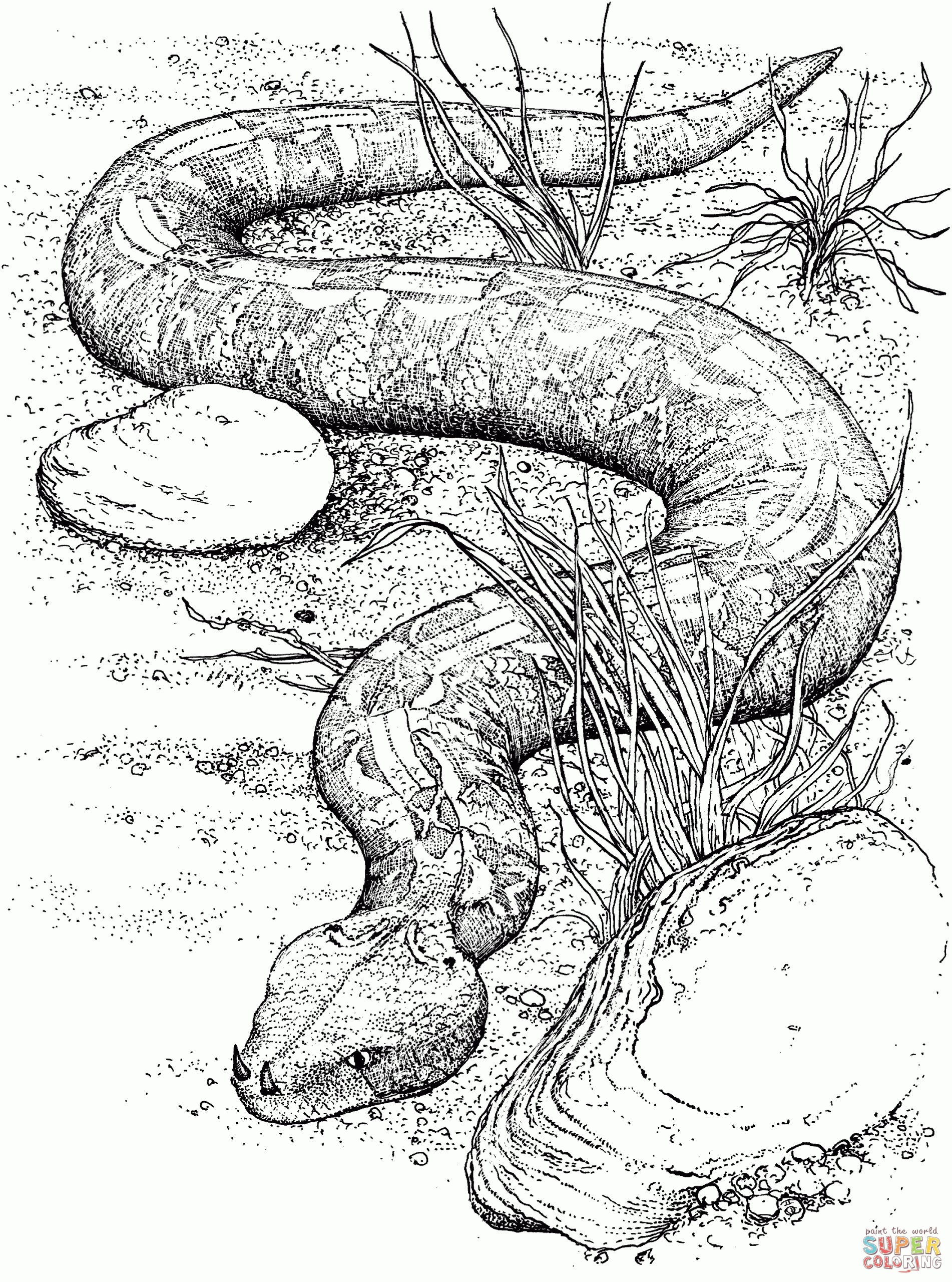 Free Printable Snake Coloring Page Coloring Home