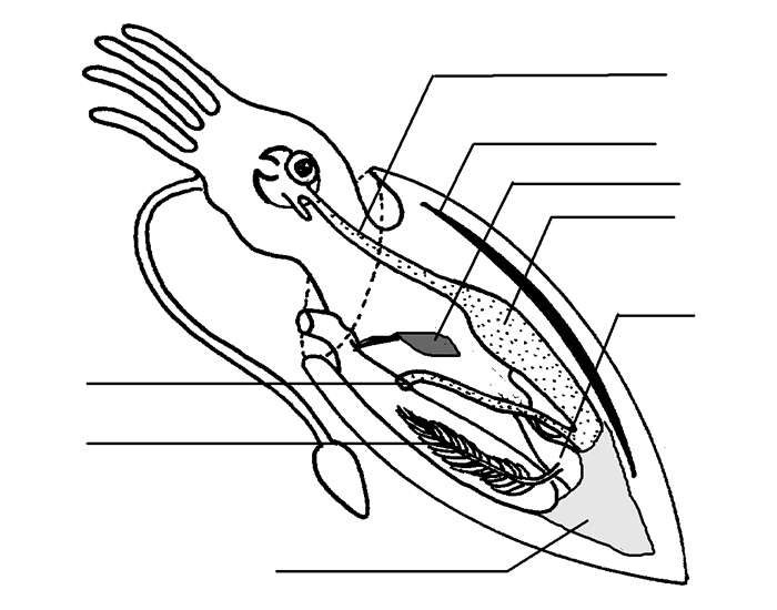 Free Squid Anatomy Worksheet Download Free Squid Anatomy Worksheet Png 