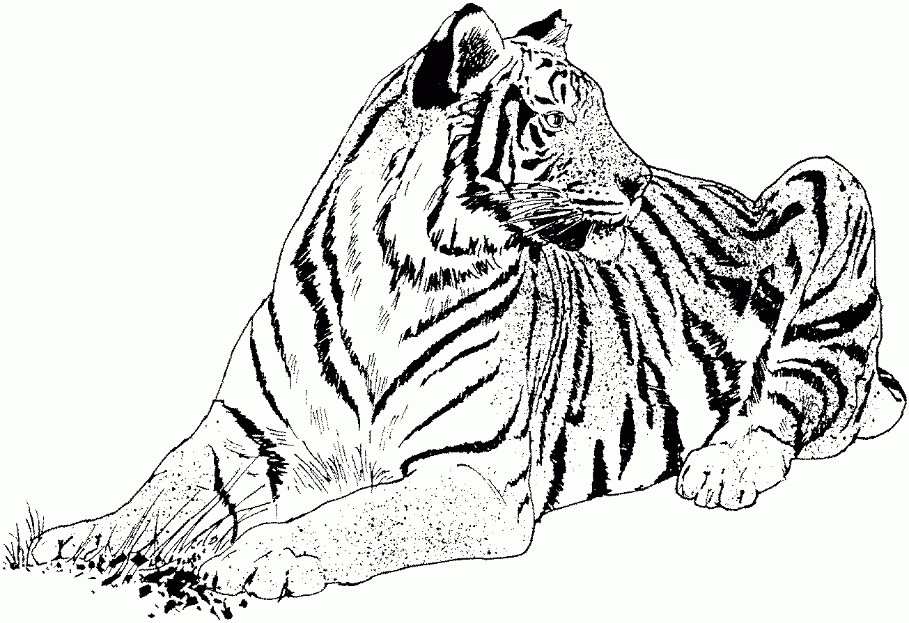 Tiger Coloring Pages