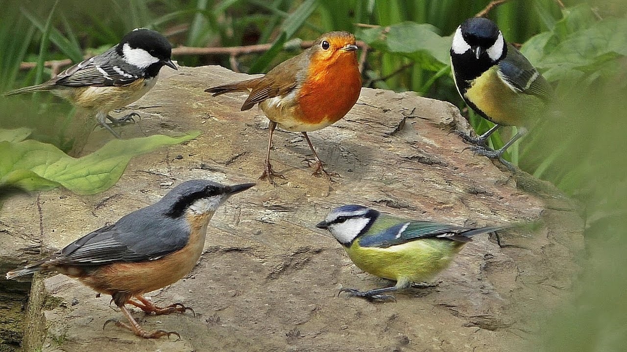 Garden Birds Pictures Fasci Garden