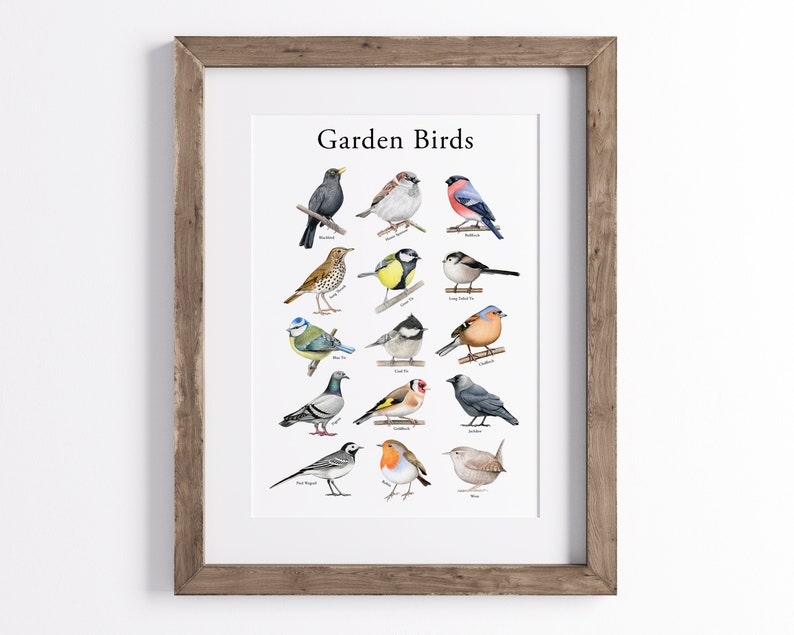 Garden Birds Print Bird Species Poster Bird Identification Etsy