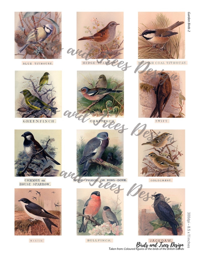 Garden Birds Printable Download British Ornithology Digital Etsy UK