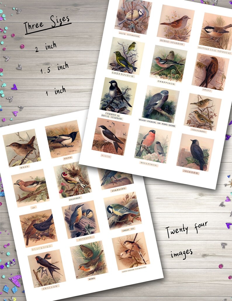 Garden Birds Printable Download British Ornithology Digital Etsy UK