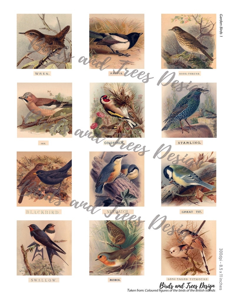 garden birds printable