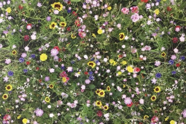 garden floral print