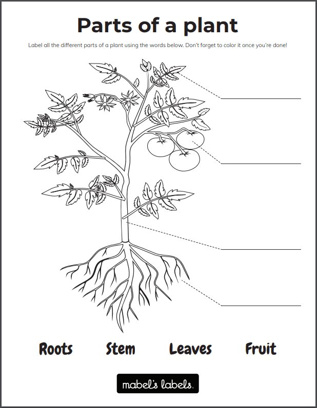 gardening worksheet preschool