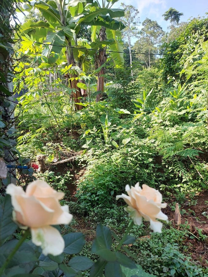 gardening indonesia