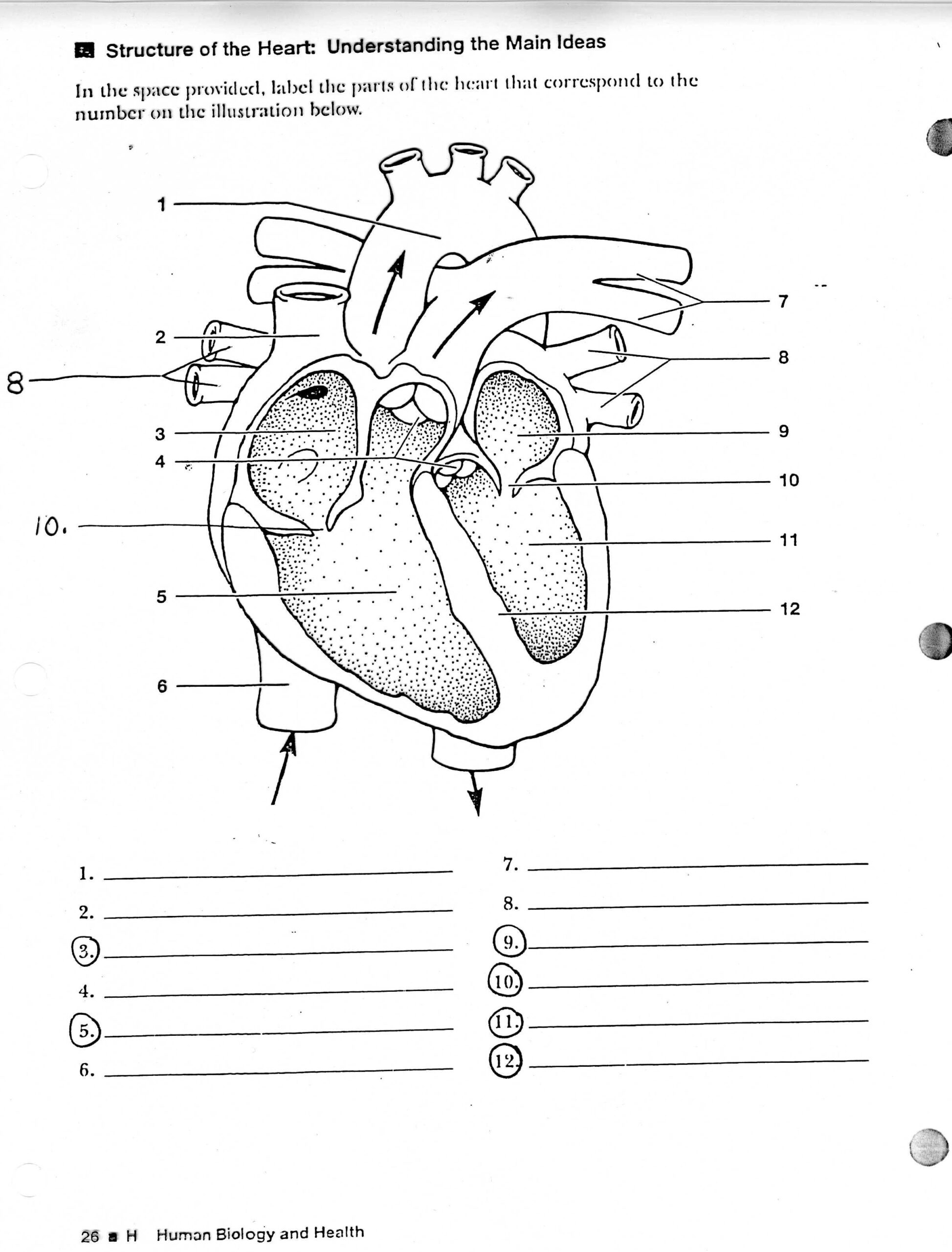 Heart Diagram Printable Worksheet Peggy Worksheets