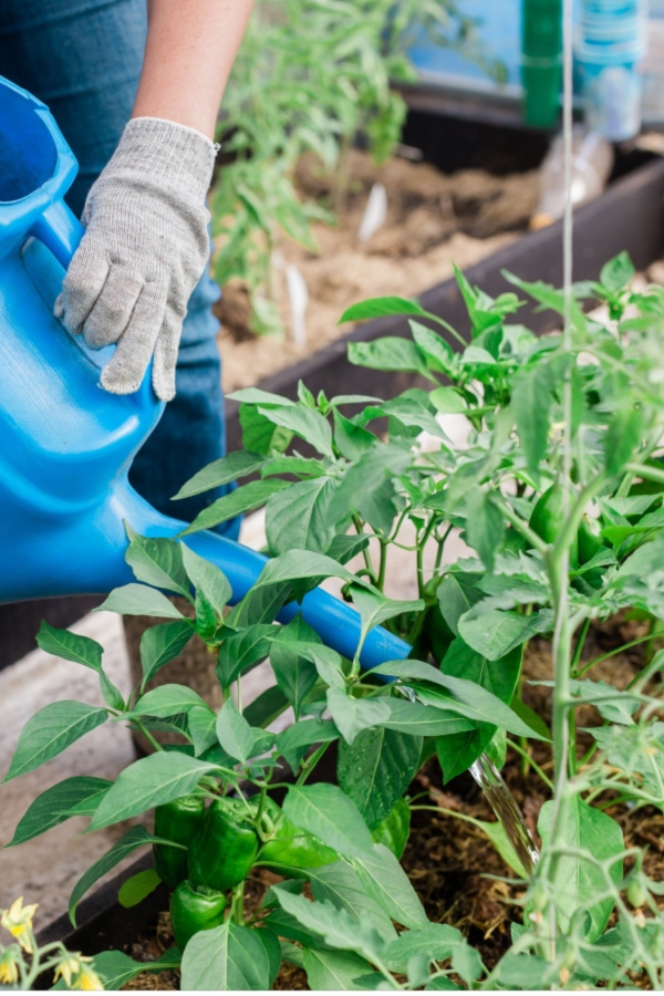 How To Fertilize Raised Beds In Spring Re Energize Your Soil 