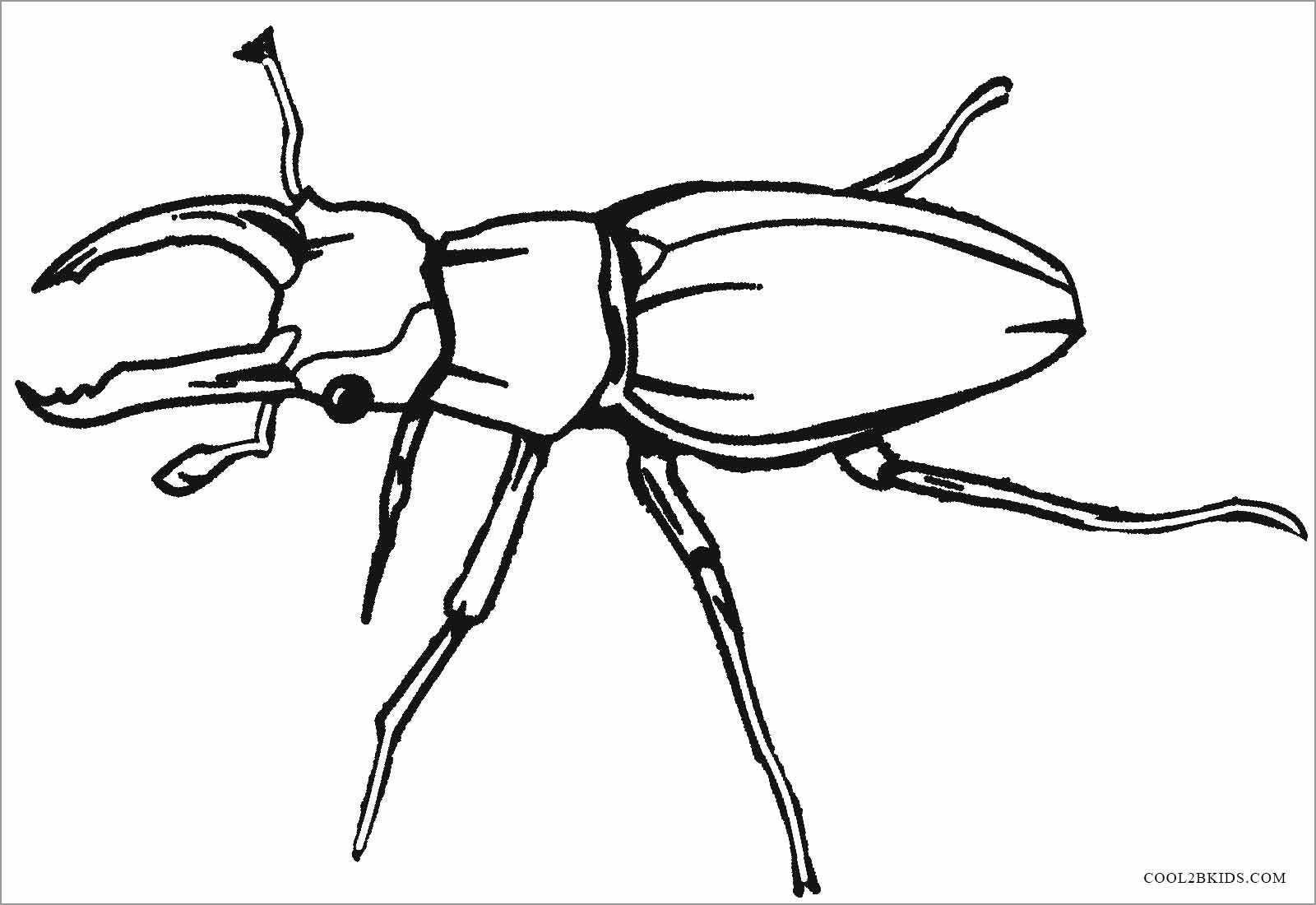 Insect Coloring Pages ColoringBay