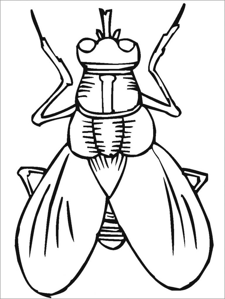 Insect Coloring Pages ColoringBay