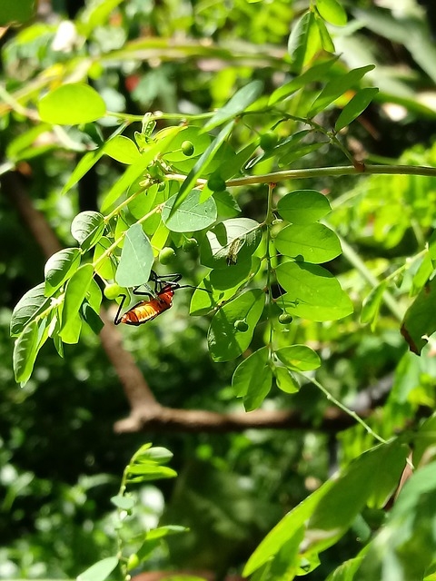 Insect Garden Sheets Free Photo On Pixabay Pixabay