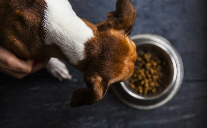 Is Food Coloring Safe For Dogs Dog Ryyol