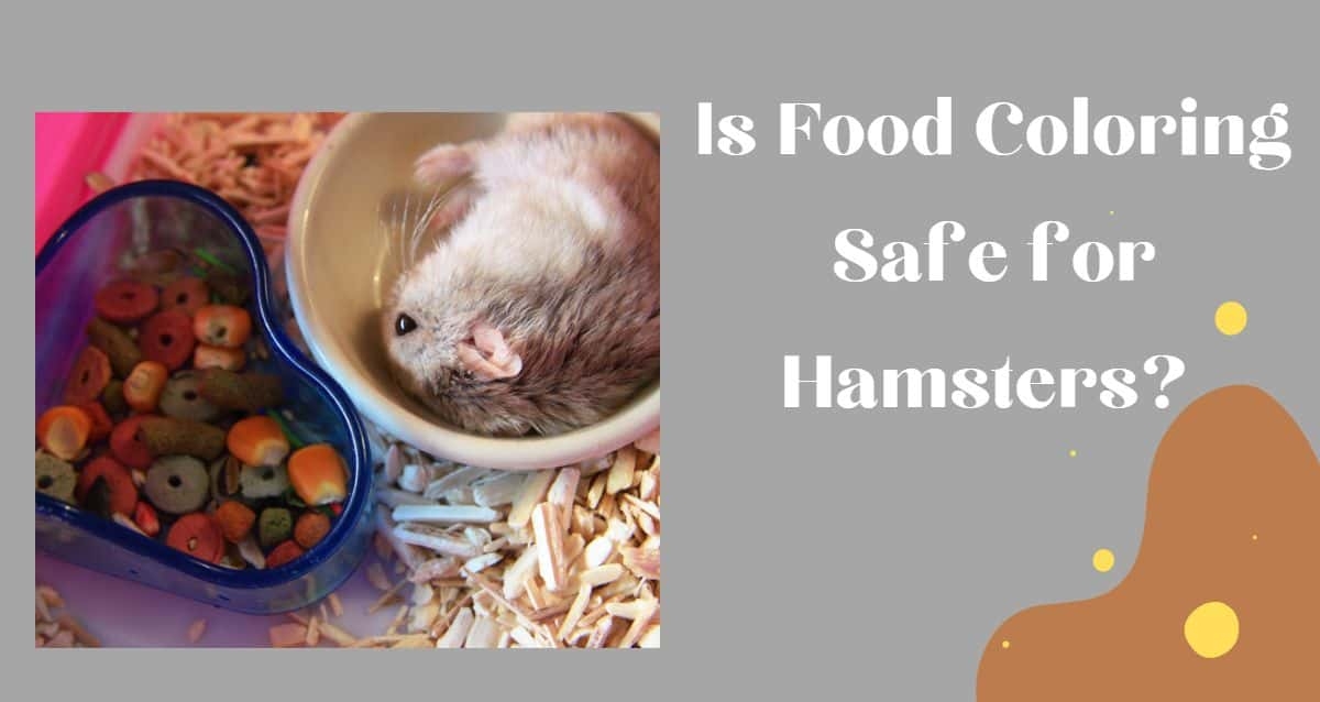 Is Food Coloring Safe For Hamsters What You Should Know 
