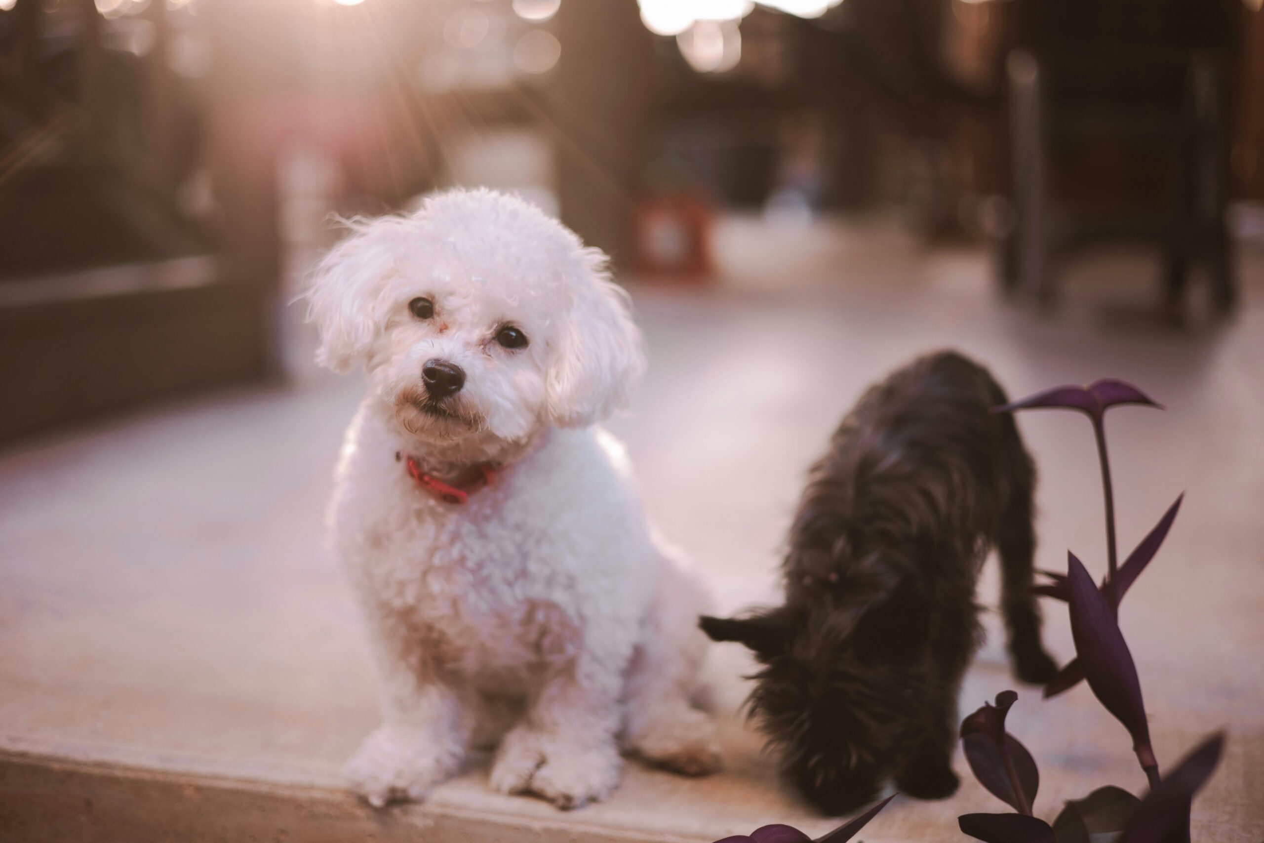 Is Food Colouring Safe For Dogs Risks Benefits Revealed