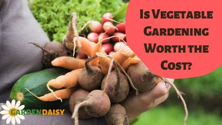 Is Vegetable Gardening Worth The Cost Garden Daisy