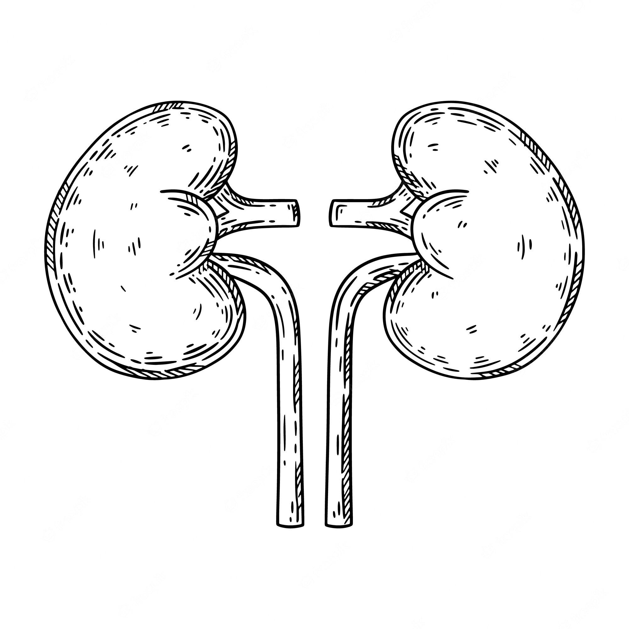 printable picture of kidneys