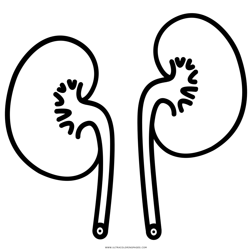 Kidneys Coloring Pages Coloring Nation