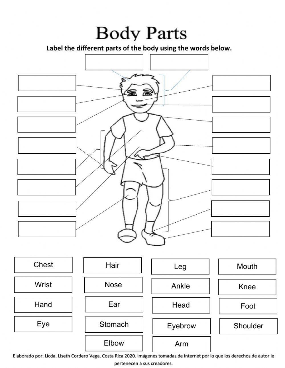 Label The Body Parts Interactive Worksheet Education 