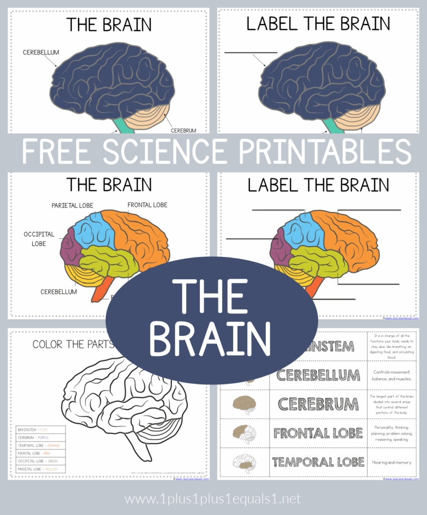 Life Science Printables Parts Of The Brain Worksheets