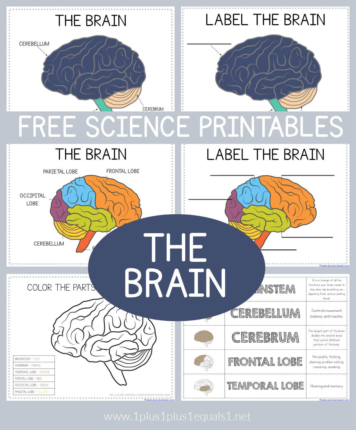 Life Science Printables Parts Of The Brain Worksheets