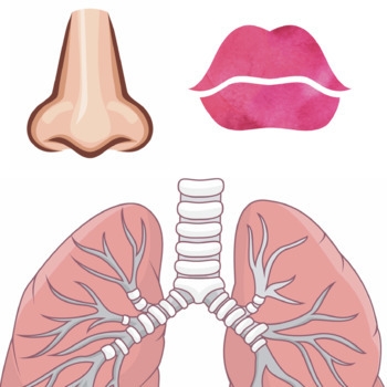Lungs Clipart Printable Lungs Printable Transparent FREE For Download 